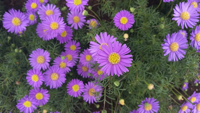 Blume, Natur, Flora, Sommer