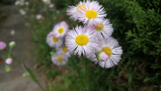 Natur, Schöne Blumen, Blumentapete
