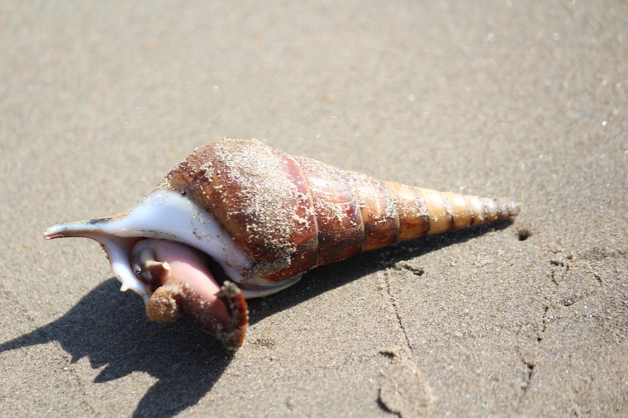 Strand Homok Tengerpart - Ingyenes fotó a Pixabay-en - Pixabay
