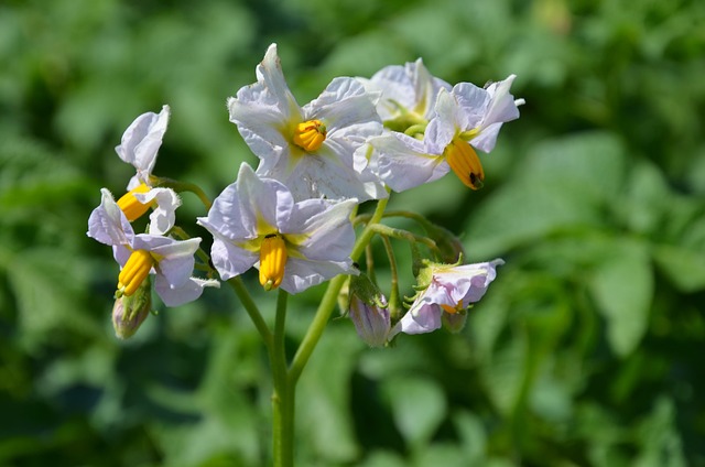 Free Flower Nature photo and picture