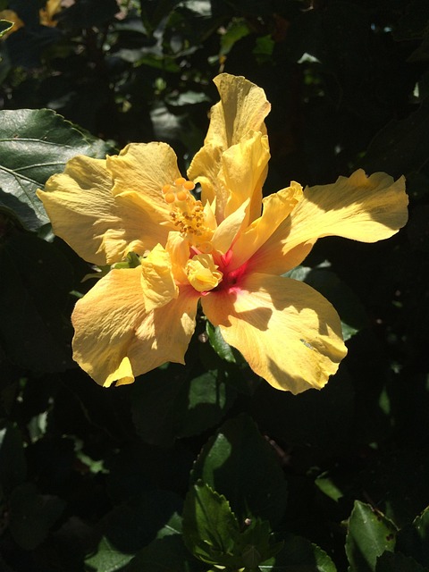 Free Flower Flora photo and picture