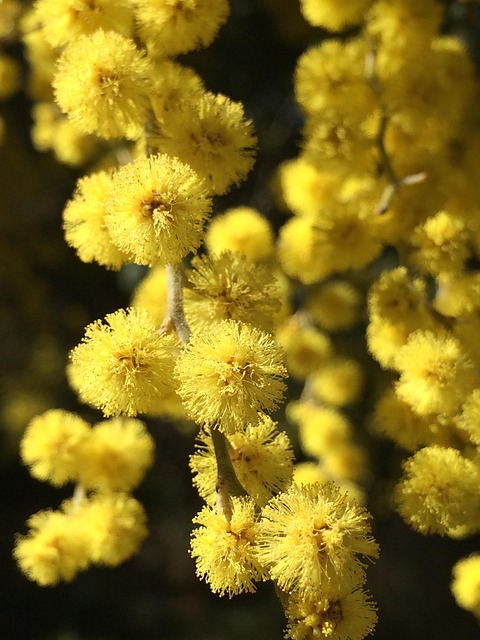 Free Flower Flora photo and picture