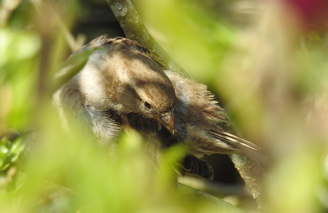 Free Bird Wildlife photo and picture