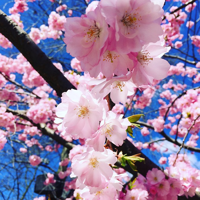 Free Flower Cherry Wood photo and picture