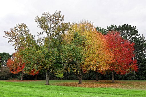 Træ, Natur, Parkere, Blad, Sæson