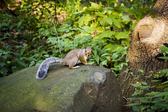 Free Squirrel Stone photo and picture