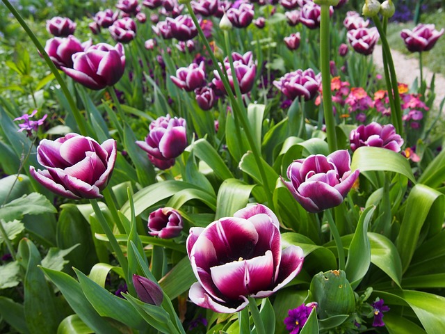 Free Flower Plant photo and picture