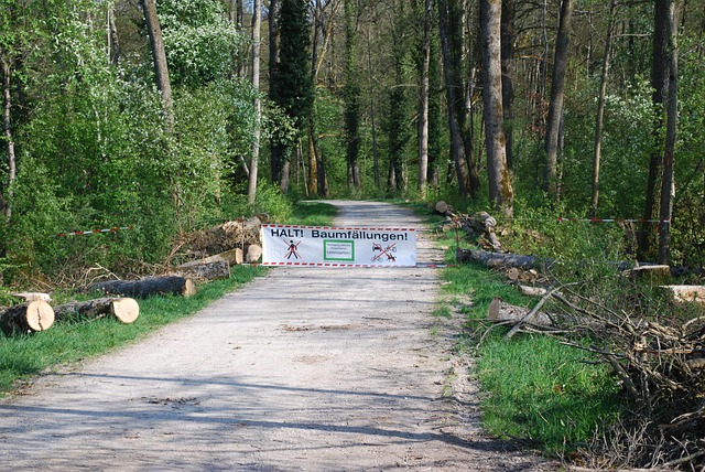 Holz, Natur, Landschaft, Sommer