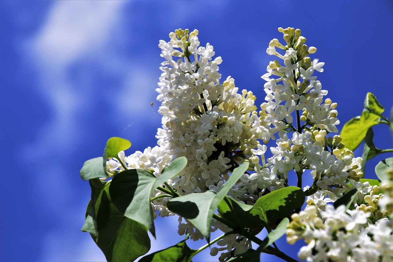 400000 多张免费的“一枝花”和“自然”照片 - Pixabay