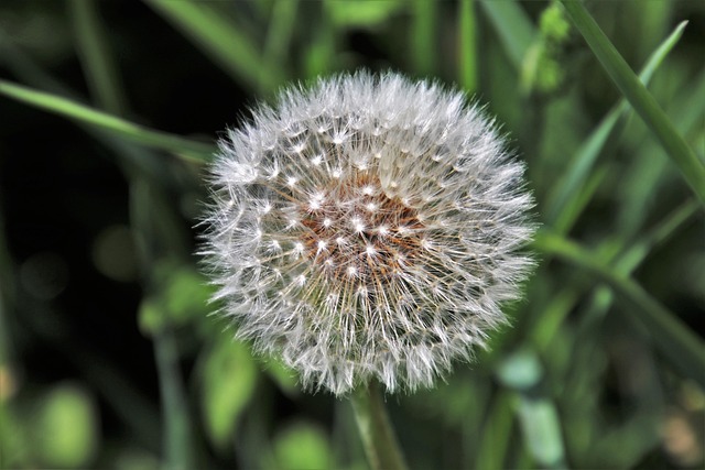 Free Dandelion Ball photo and picture