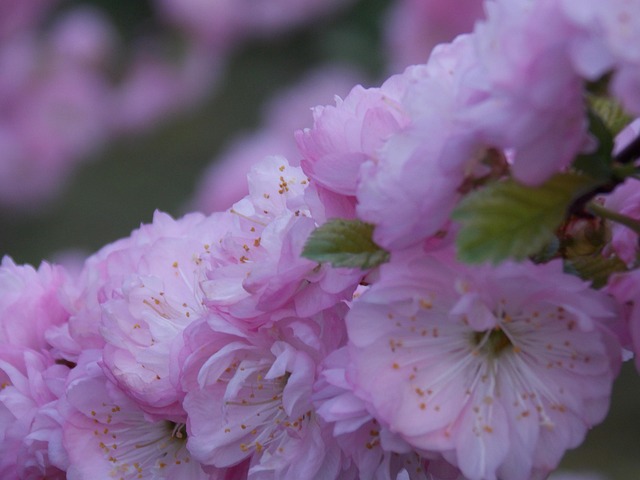 Free Flower Flower Background photo and picture