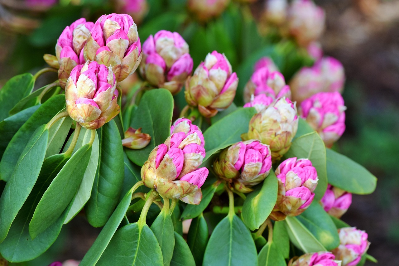 Rhododendron Rhododedron Buds Pink - Free photo on Pixabay