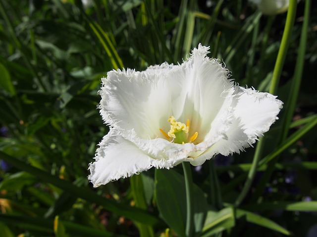 Free Nature Flower Wallpaper photo and picture