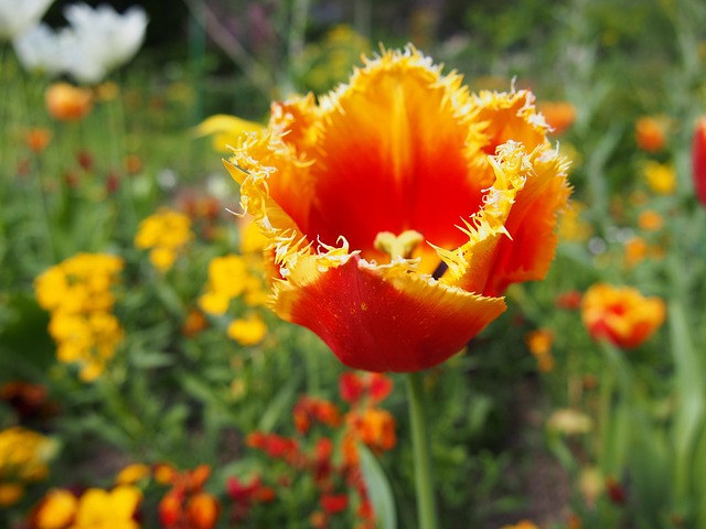 Free Flower Nature photo and picture