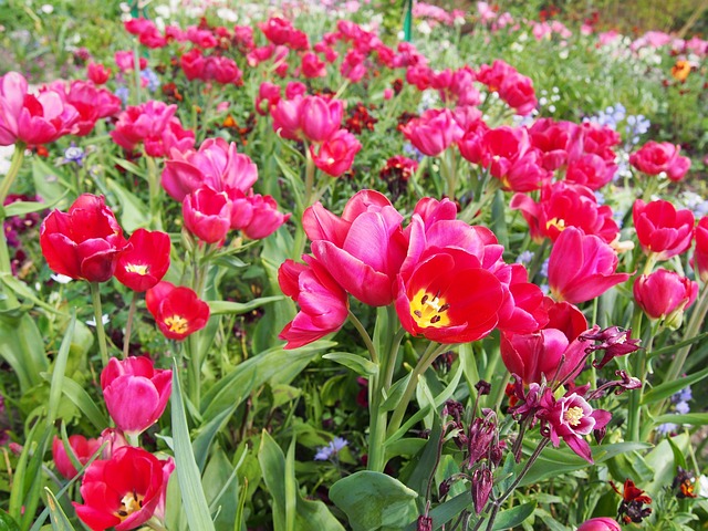 Free Nature Plant photo and picture