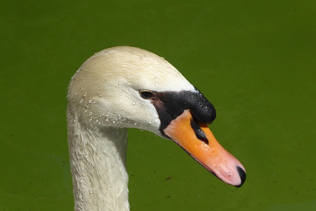 Free Bird Wildlife photo and picture