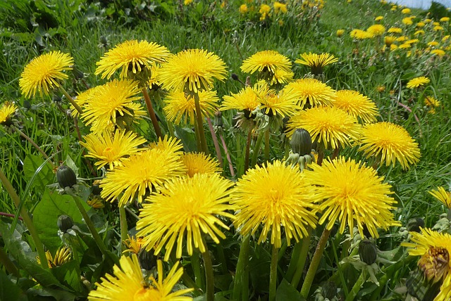 Free Flower Plant photo and picture