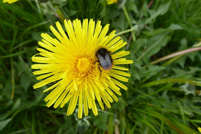 Free Nature Grass photo and picture