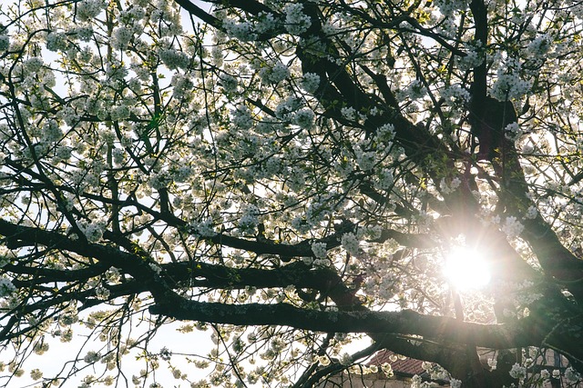 Free Cherry Tree Nature photo and picture