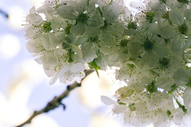 Free Flower Plant photo and picture