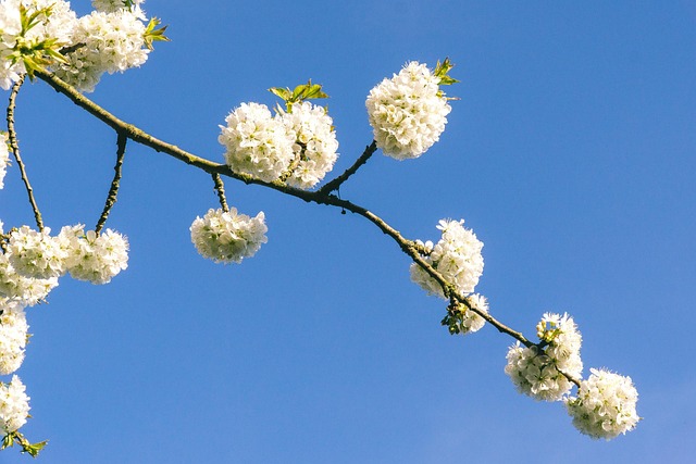 Free Branch Plant photo and picture