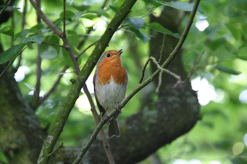 Free Robin Songbird photo and picture