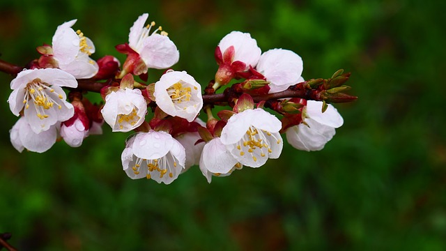 Free Flower Plant photo and picture