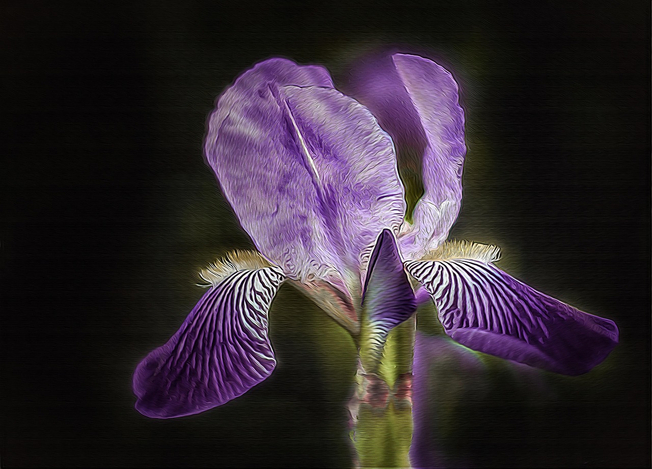 iris-3347806_1280.jpg