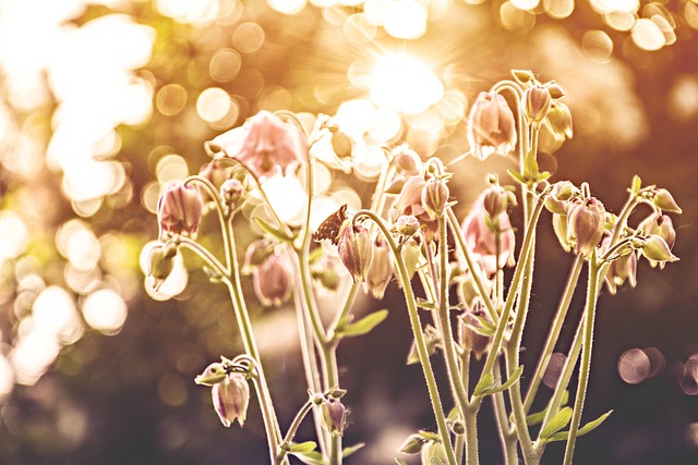 Free Flower Flower Wallpaper photo and picture