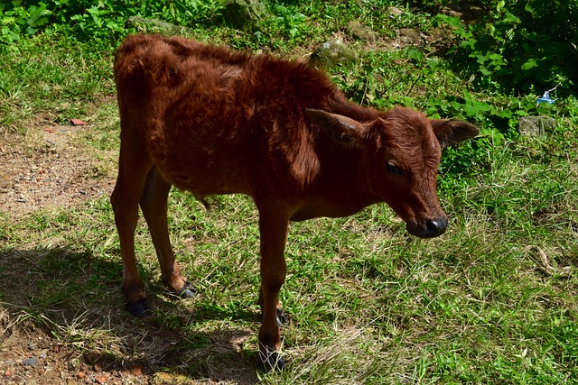 Free Calf Agriculture photo and picture