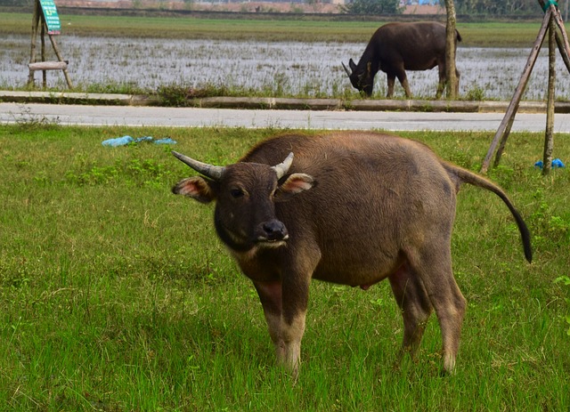 Free Water Buffalo Grass photo and picture