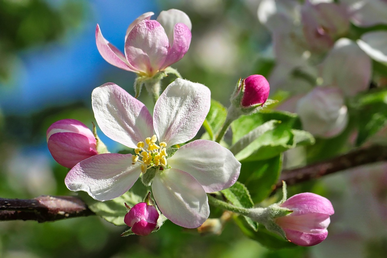 Flower Nature Plant - Free photo on Pixabay
