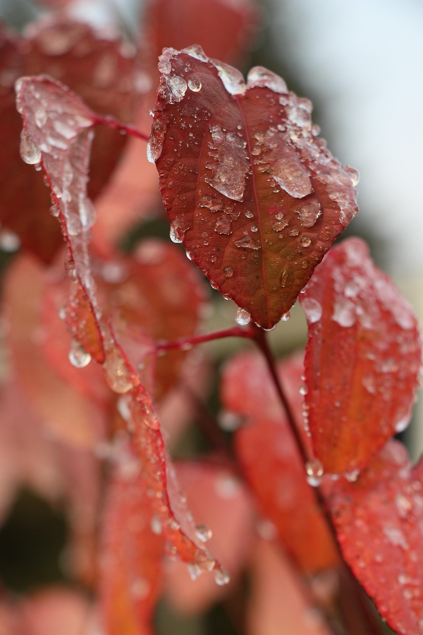 Leaf Nature Plant - Free photo on Pixabay