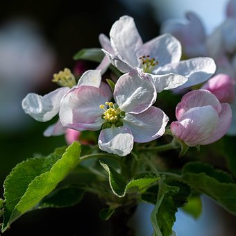 Free Flower Plant photo and picture