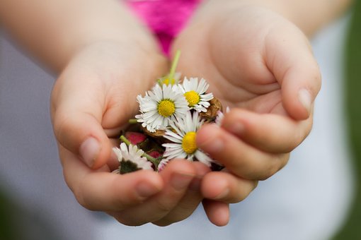 Natur, Hånd, Liten, Blomst, Barn