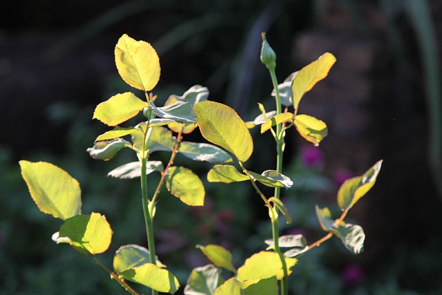 Free Flora Leaf photo and picture