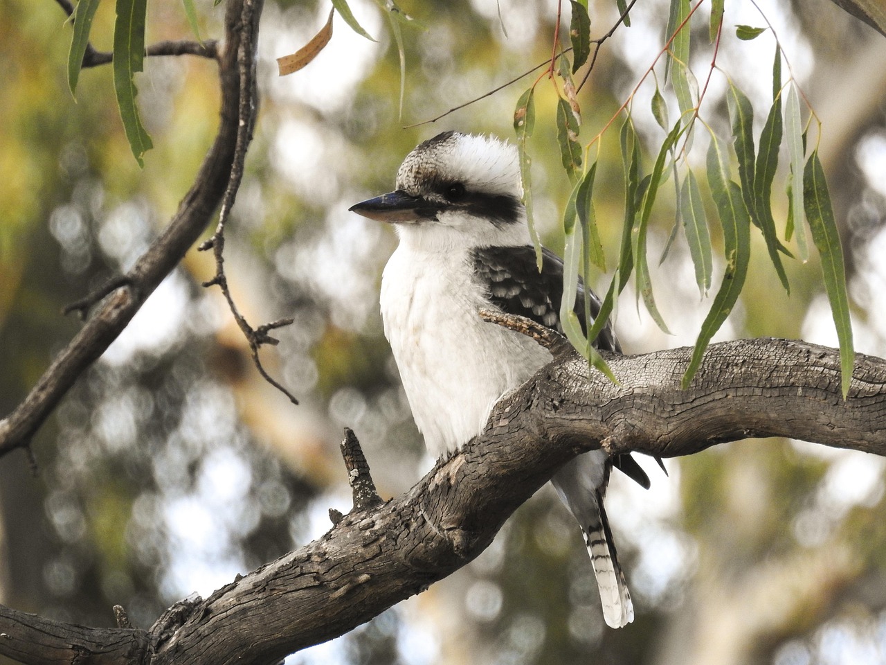 Bird Wildlife Tree - Free photo on Pixabay
