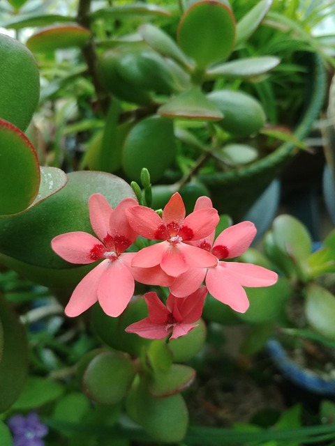 Free Plant Nature photo and picture