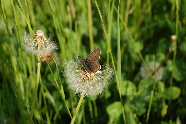 Free Nature Outdoors photo and picture