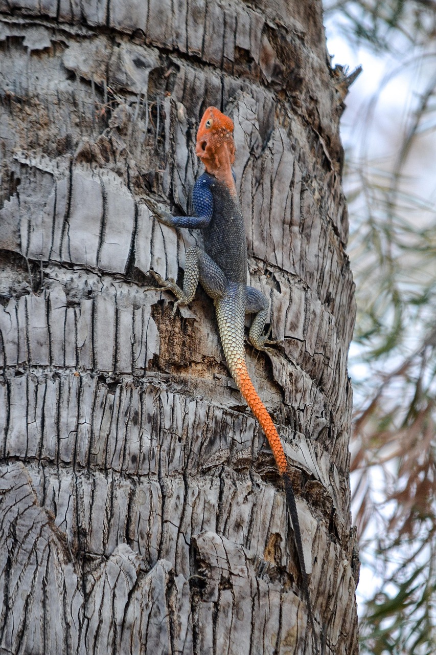 Lizard Tree Reptile Free photo on Pixabay Pixabay