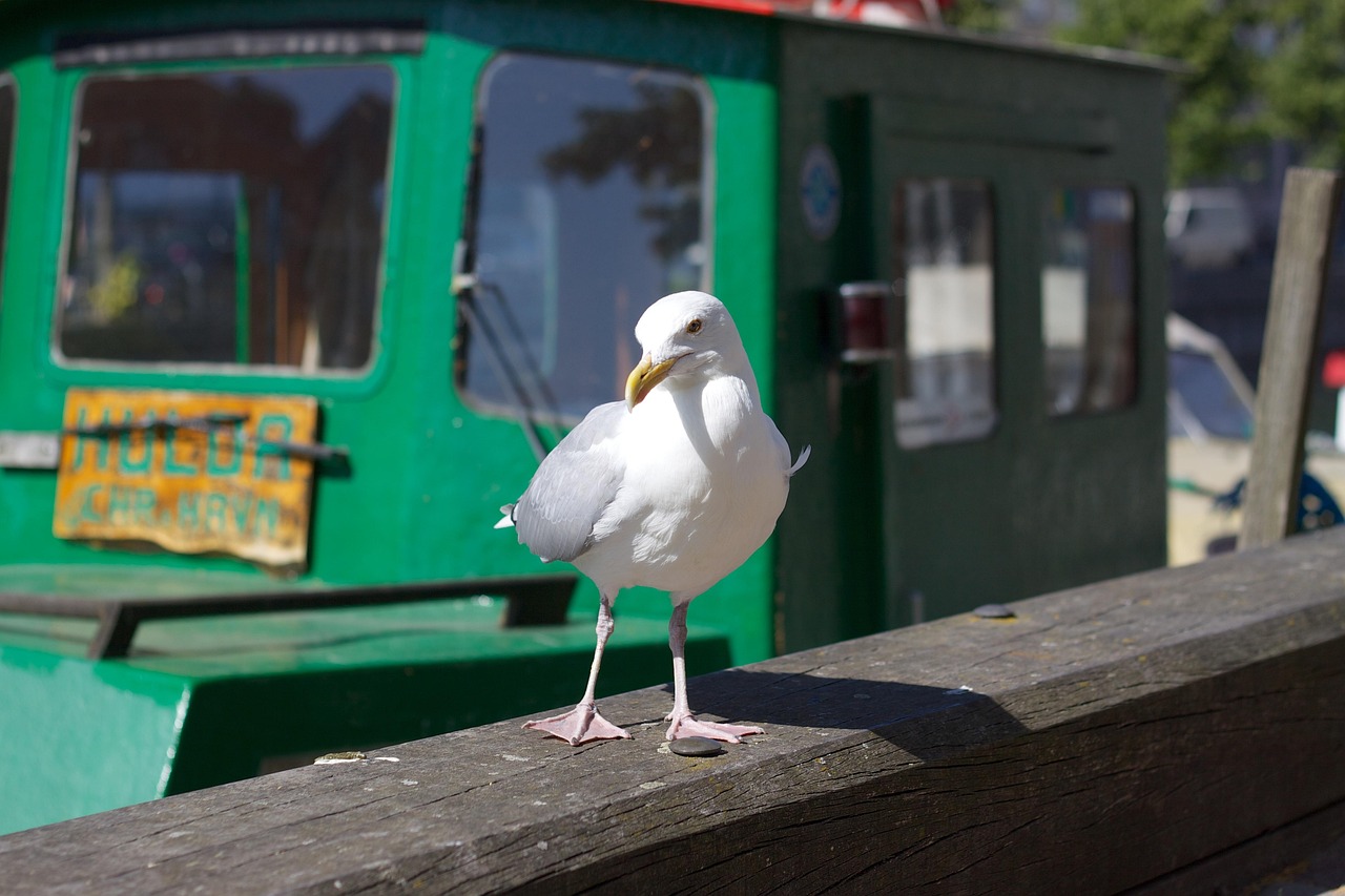 Seagull - free online jigsaw puzzle photo