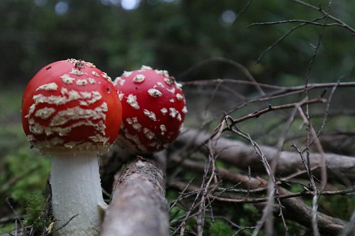 Natur, Champignon, Svamp, Udendørs, Træ