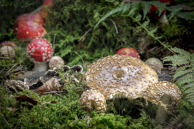Free Nature Mushroom photo and picture