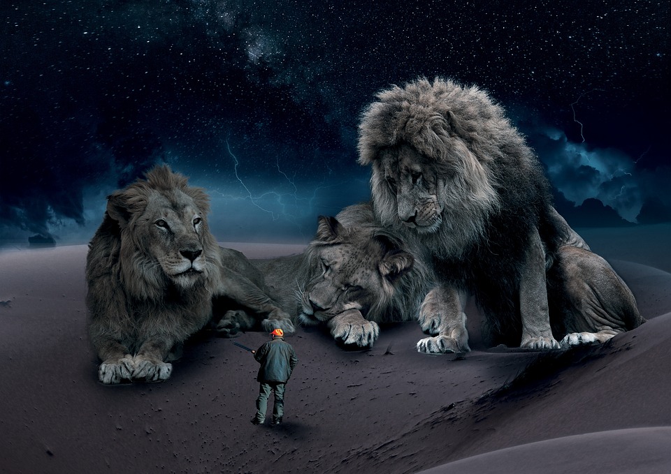 Wildlife, Lion, Natuur, Bont, Kat, Jager, Photoshop