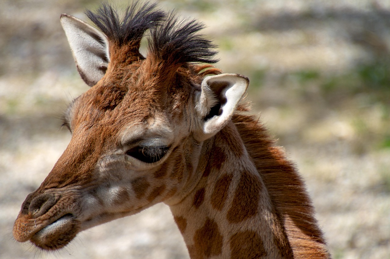 Giraffe - free online jigsaw puzzle photo