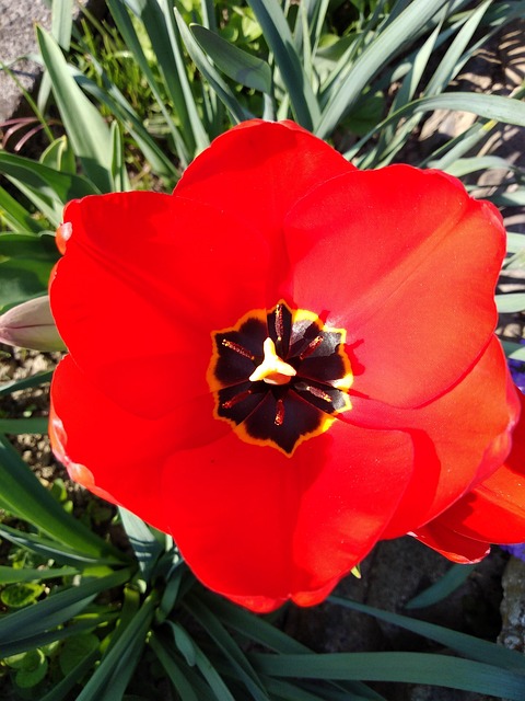 Free Tulip Day photo and picture