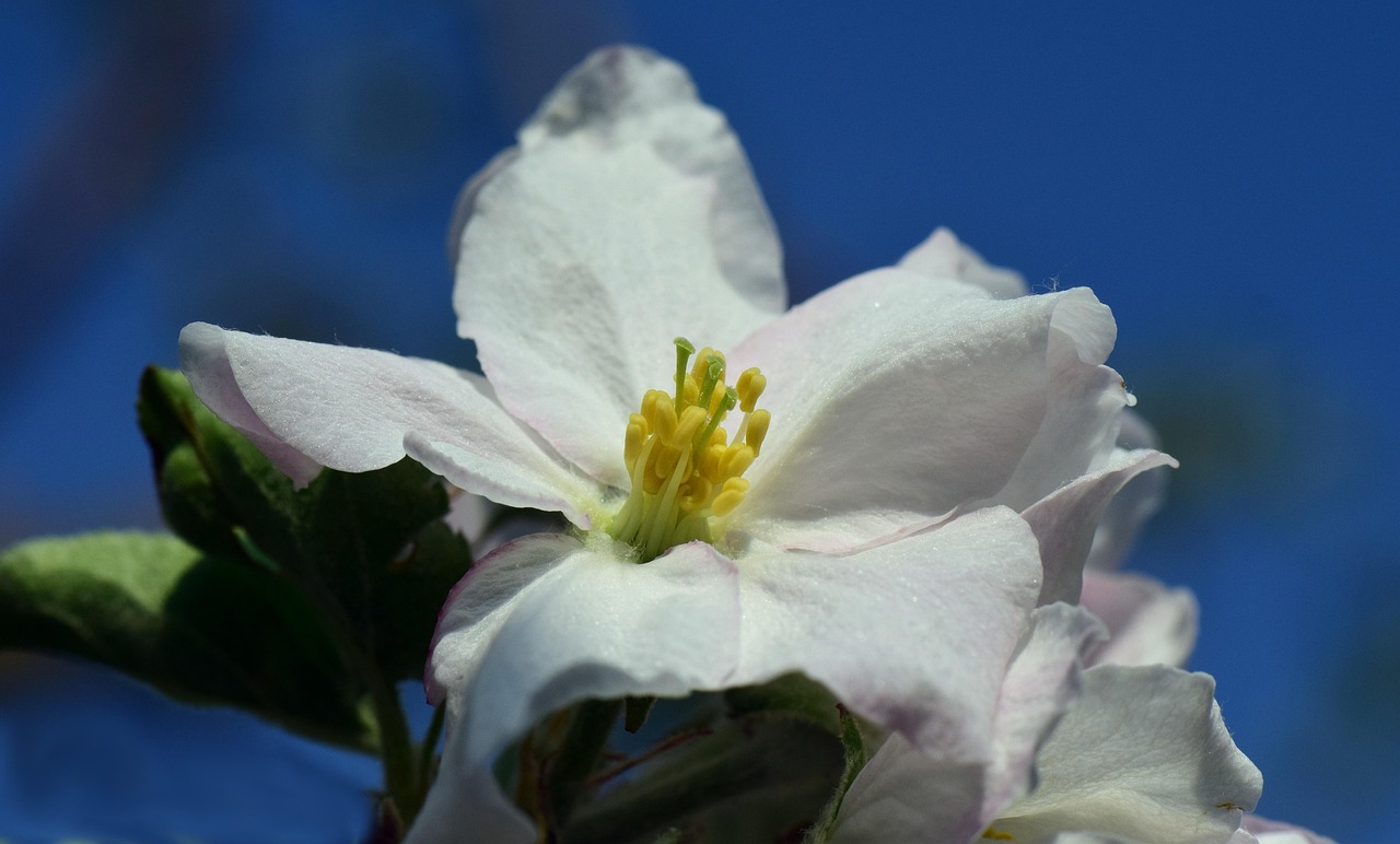 Apple Blossom - free online jigsaw puzzle photo