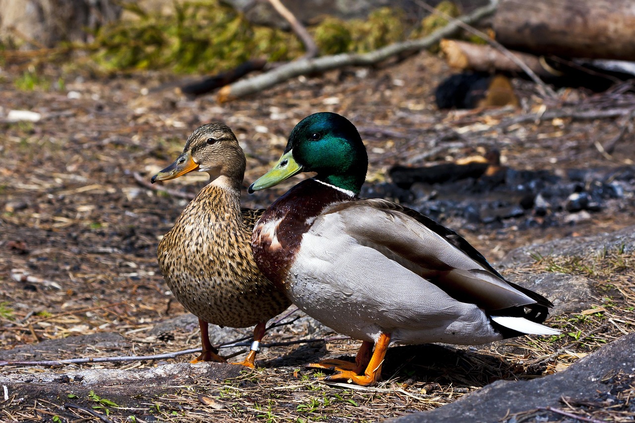 Ducks Birds Mallards - Free photo on Pixabay - Pixabay