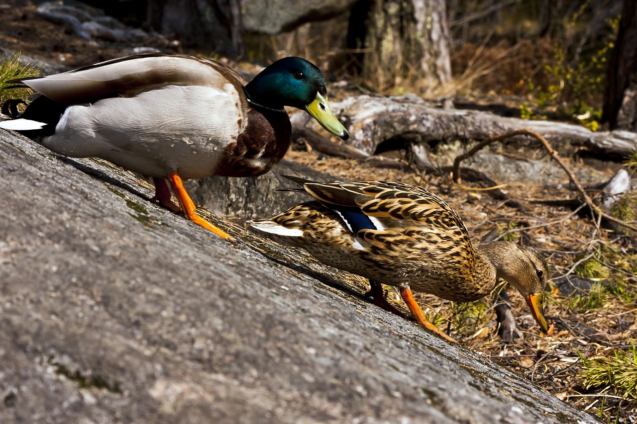 Ducks Birds Mallards - Free photo on Pixabay - Pixabay