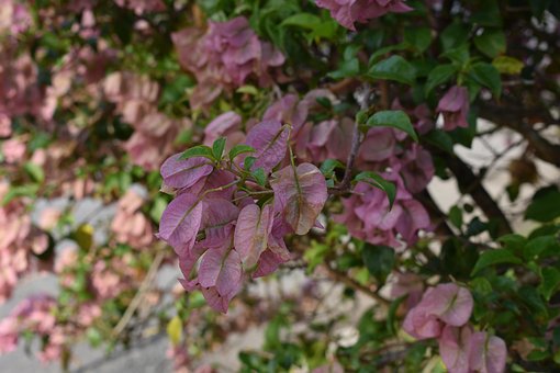 Blume, Pflanze, Blatt, Die Natur, Garten